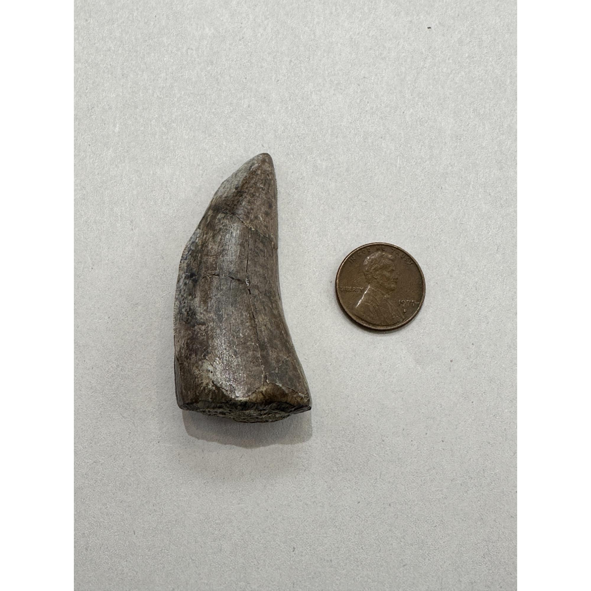 Tyrannosaurus Rex tooth, 2 1/2 inch Prehistoric Online