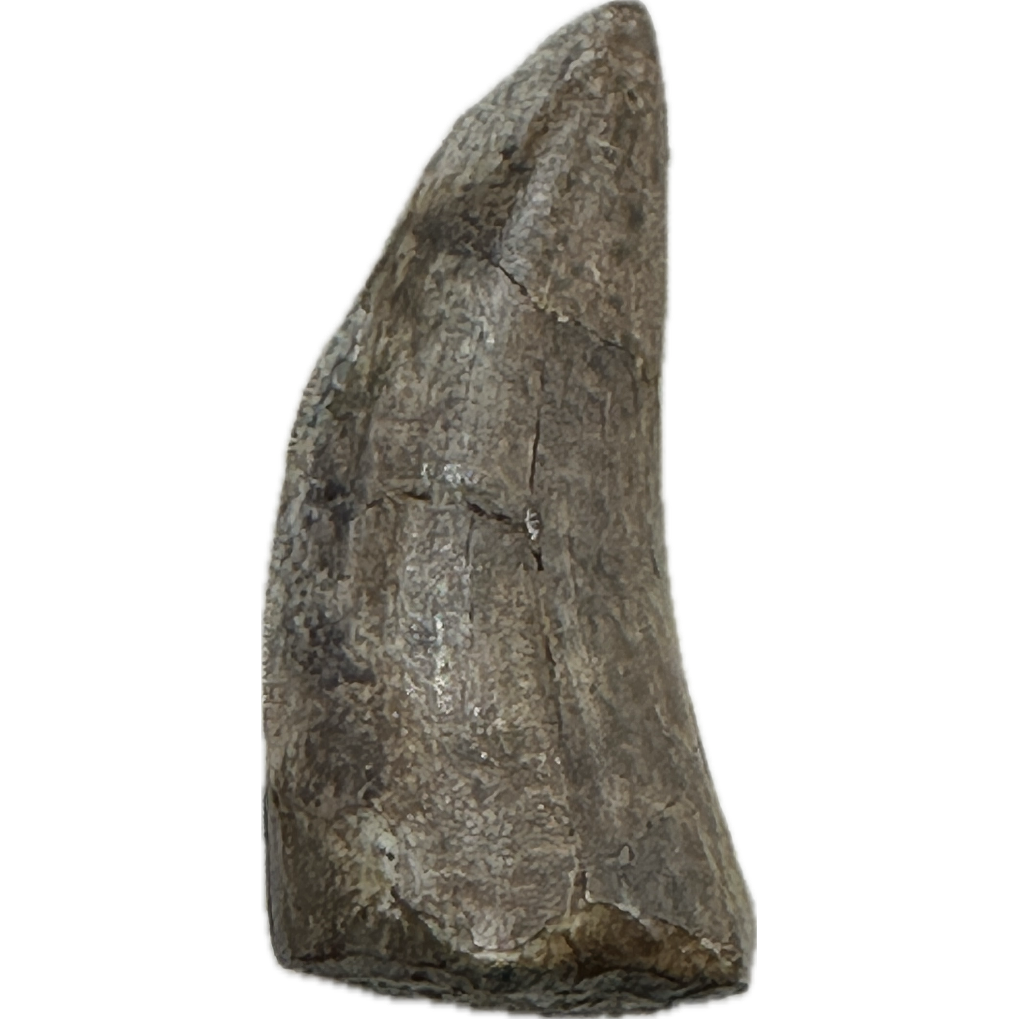 Tyrannosaurus Rex tooth, 2 1/2 inch Prehistoric Online