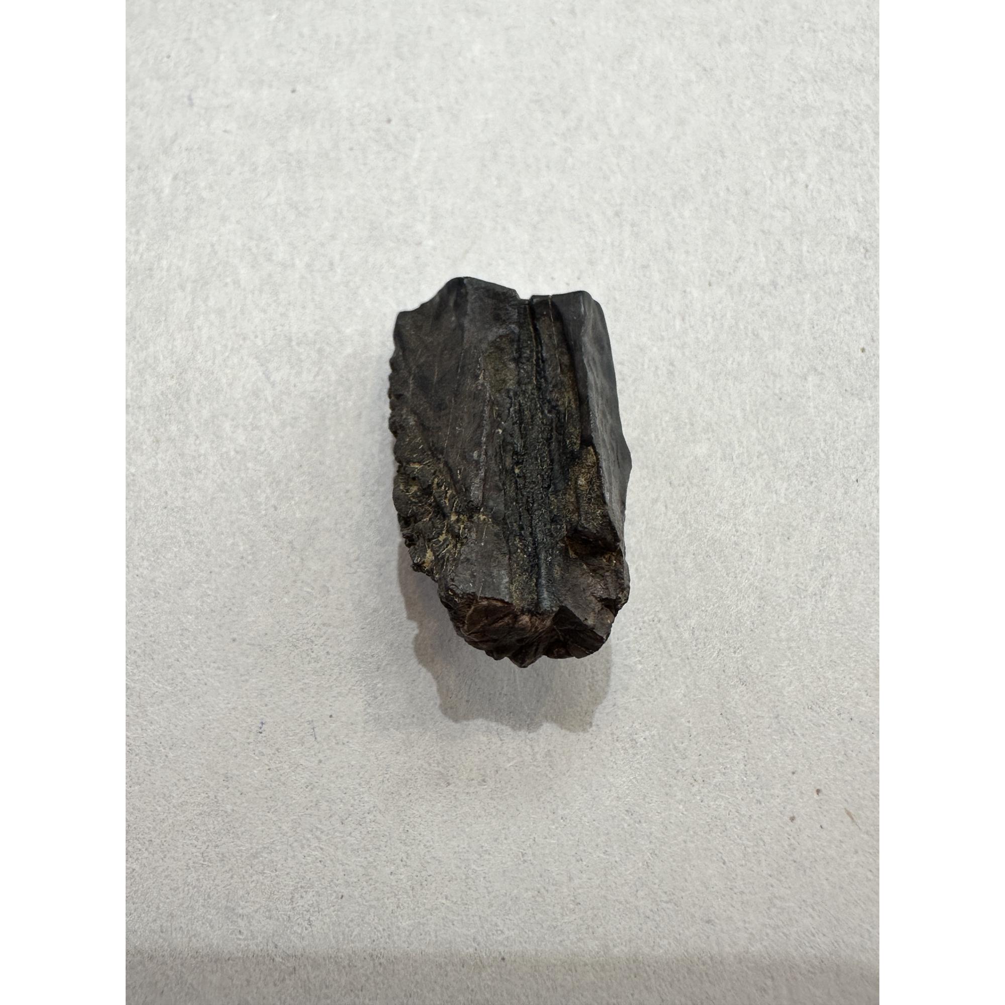 Triceratops Tooth, Very Large Prehistoric Online