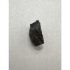 Triceratops Tooth, Very Large Prehistoric Online