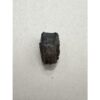 Triceratops Tooth, Very Large Prehistoric Online