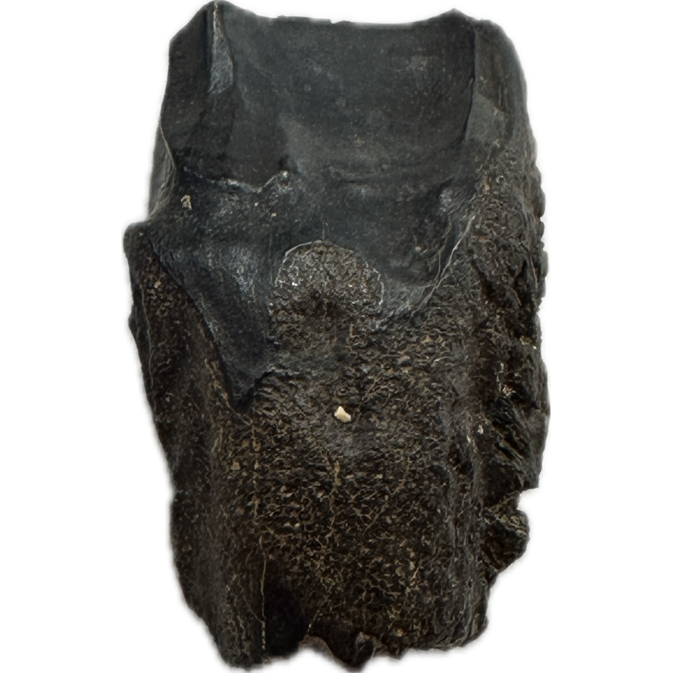 Triceratops Tooth, Very Large Prehistoric Online