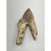 Basilosaurus whale tooth with root Prehistoric Online