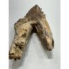 Basilosaurus whale tooth with root Prehistoric Online