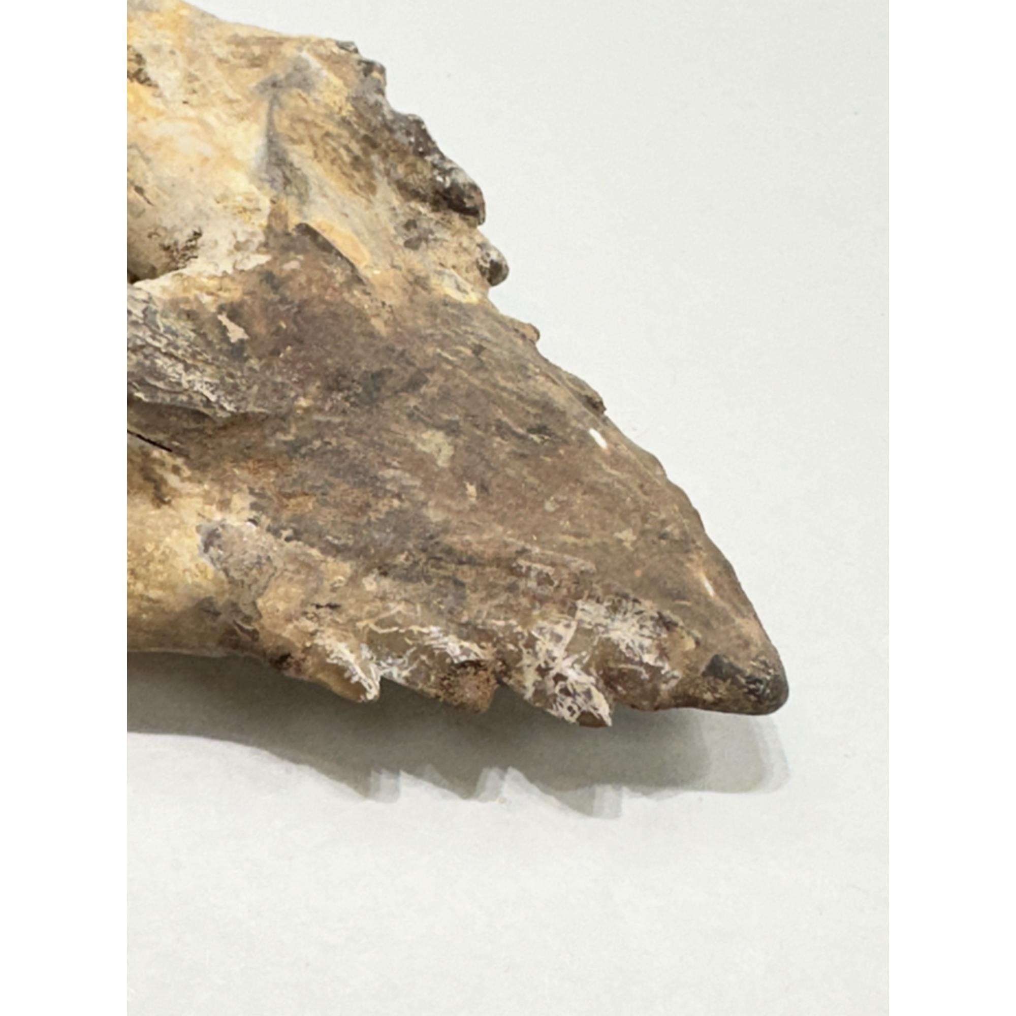 Basilosaurus whale tooth with root Prehistoric Online