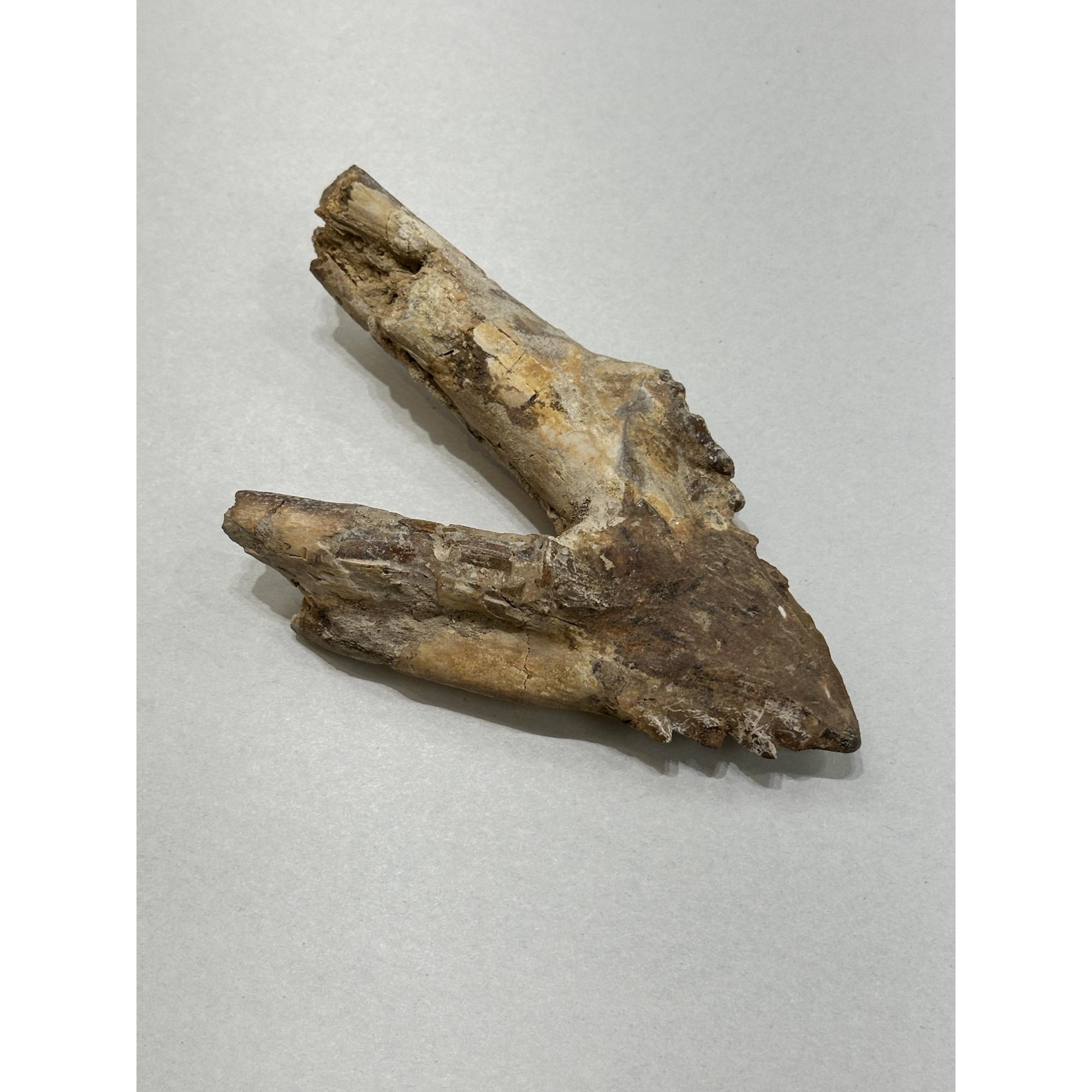 Basilosaurus whale tooth with root Prehistoric Online