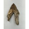 Basilosaurus whale tooth with root Prehistoric Online