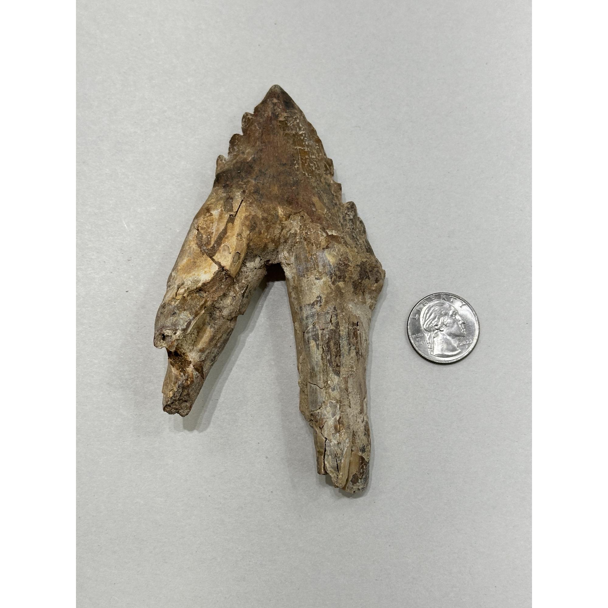 Basilosaurus whale tooth with root Prehistoric Online