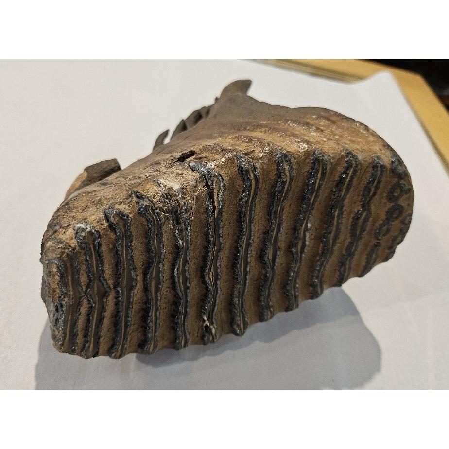 Woolly Mammoth Tooth, full root Prehistoric Online