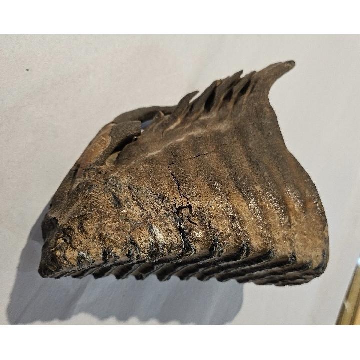 Woolly Mammoth Tooth, full root Prehistoric Online