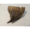 Woolly Mammoth Tooth, full root Prehistoric Online