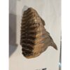 Woolly Mammoth Tooth, full root Prehistoric Online