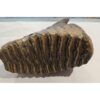 Woolly Mammoth Tooth, full root Prehistoric Online