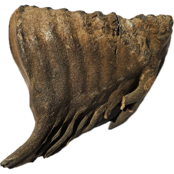 Woolly Mammoth Tooth, full root Prehistoric Online