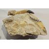 Basilosaurus whale teeth in matrix Prehistoric Online