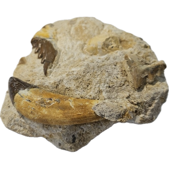 Basilosaurus whale teeth in matrix Prehistoric Online