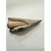 Mastodon Tusk, Florida, 6″ section Prehistoric Online