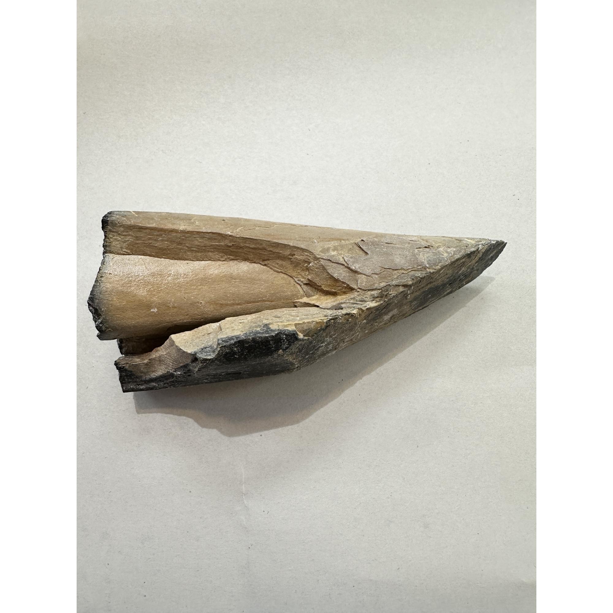 Mastodon Tusk, Florida, 6″ section Prehistoric Online