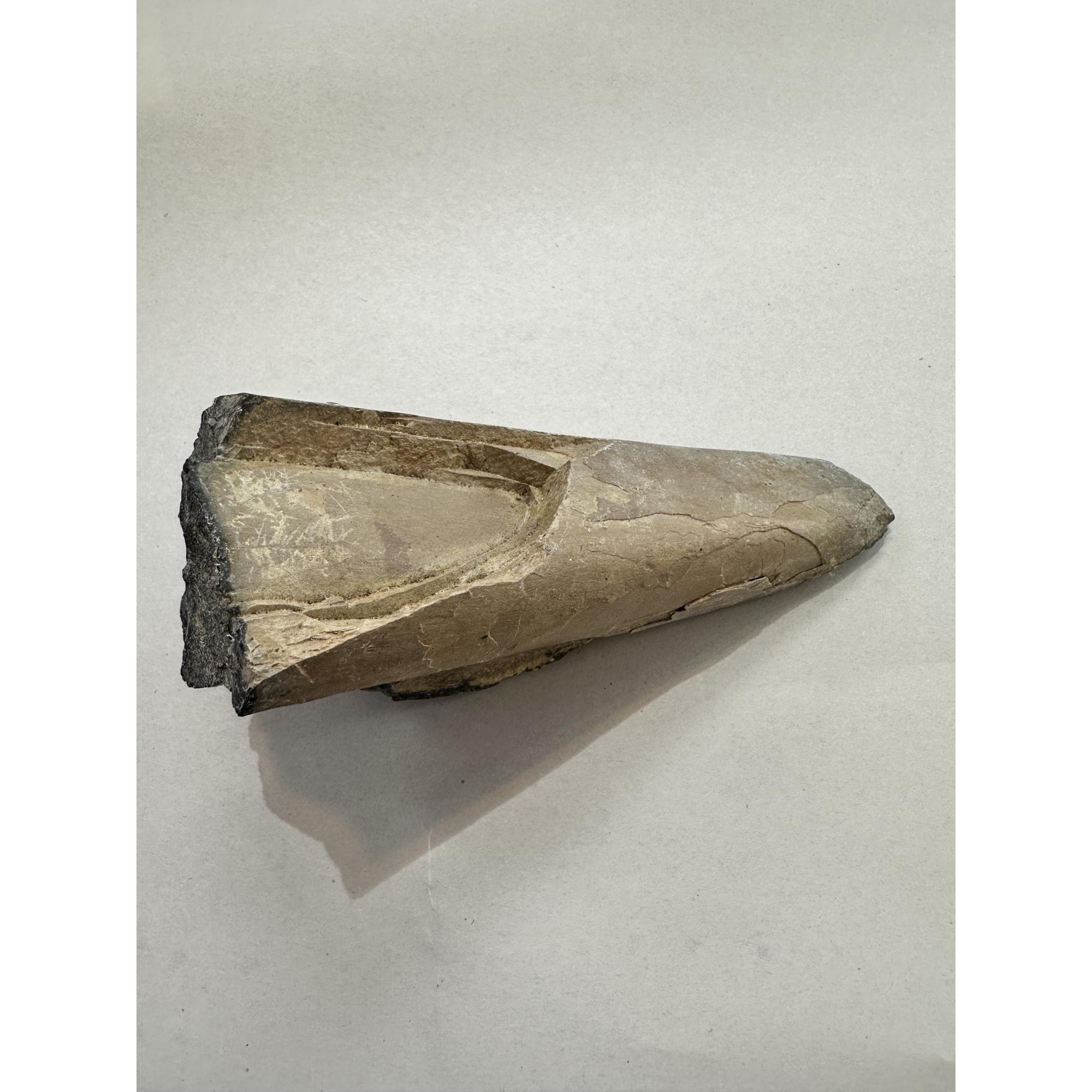 Mastodon Tusk, Florida, 6″ section Prehistoric Online