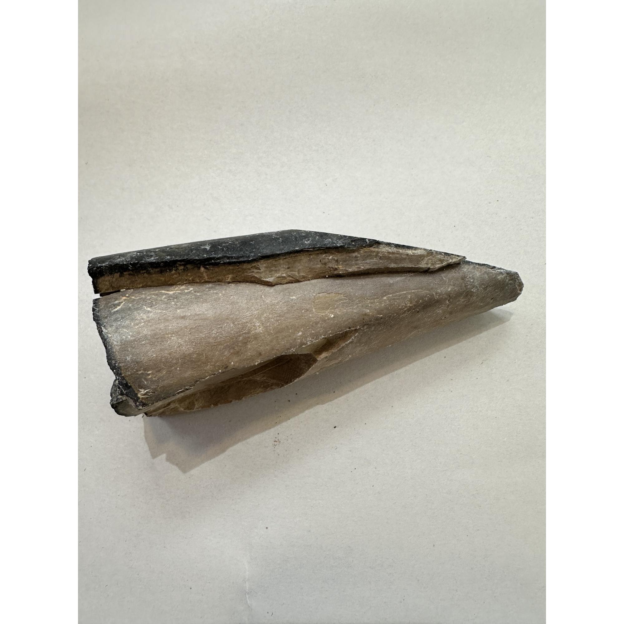 Mastodon Tusk, Florida, 6″ section Prehistoric Online