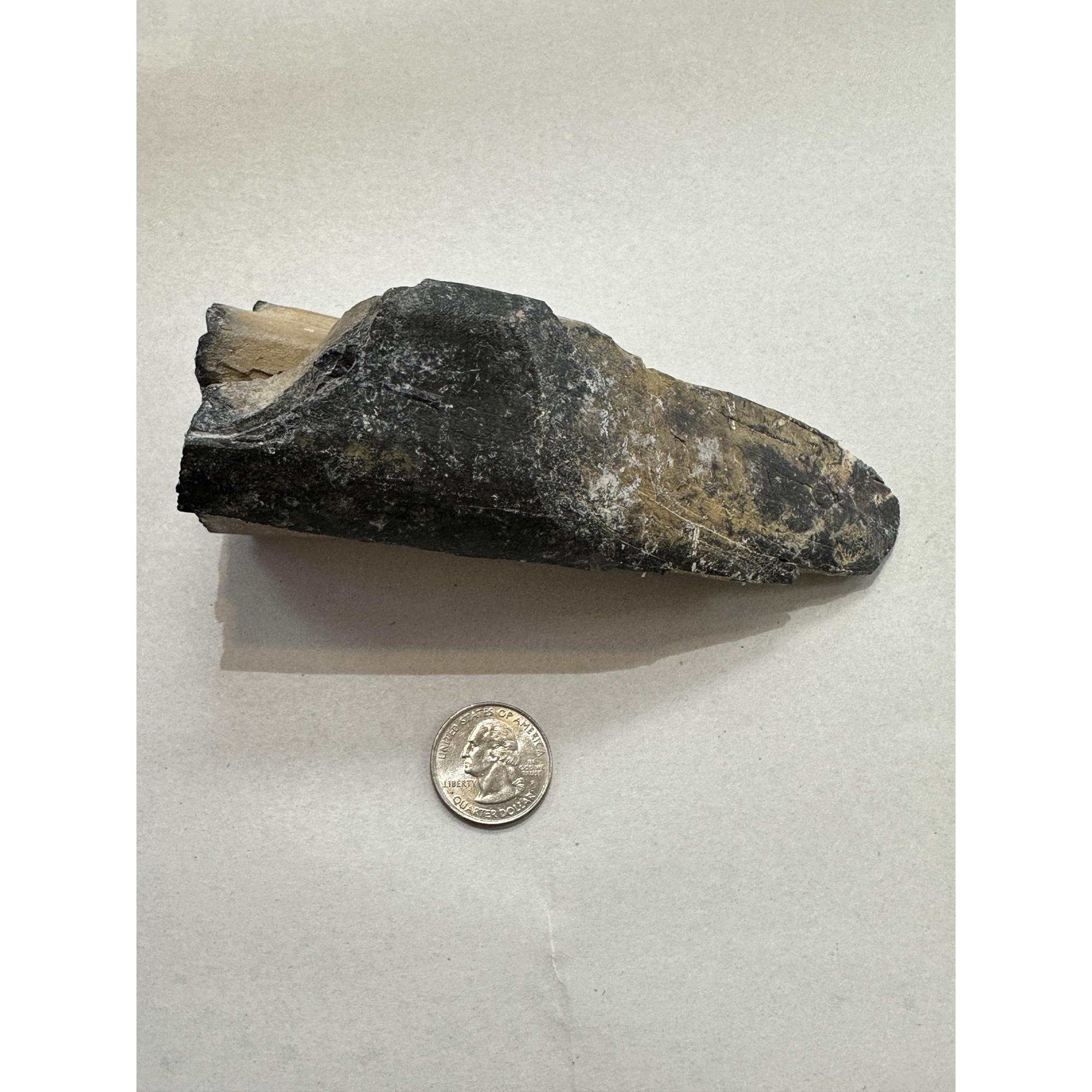 Mastodon Tusk, Florida, 6″ section Prehistoric Online