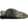 Mastodon Tusk, Florida, 6″ section Prehistoric Online