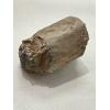 Mastodon Tusk, Florida, 4 1/2″ section Prehistoric Online