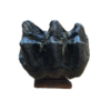 Mastodon Tooth, Florida Prehistoric Online