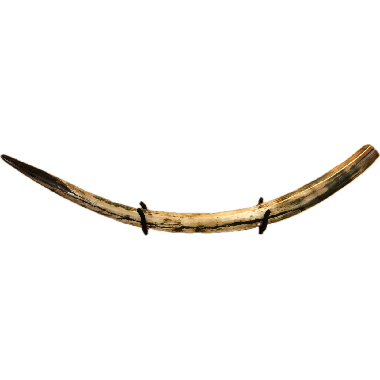 Woolly Mammoth Tusk, Alaska Prehistoric Online