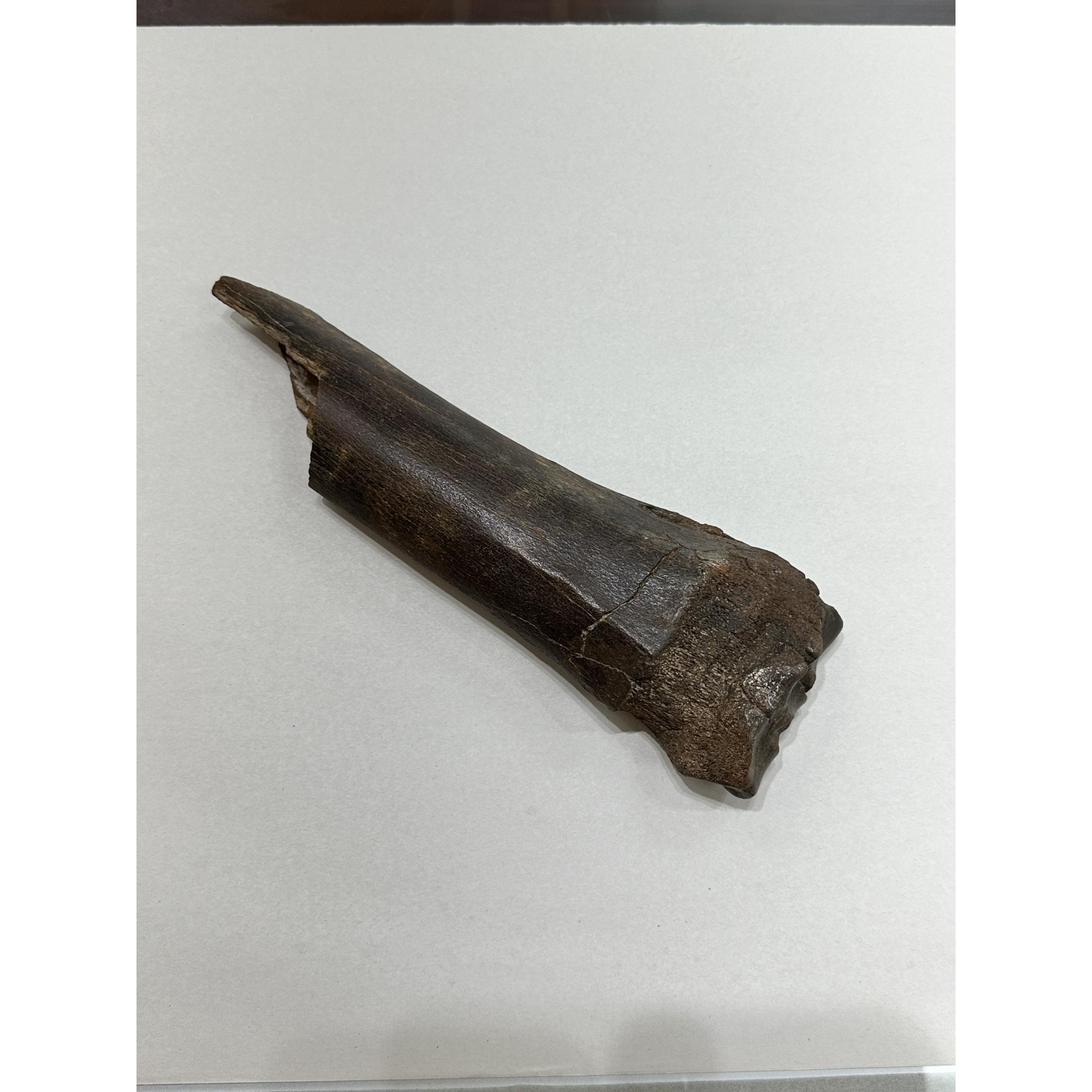 Fossil Bison Bone, Bison Antiquus Prehistoric Online