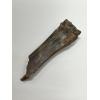 Fossil Bison Bone, Bison Antiquus Prehistoric Online