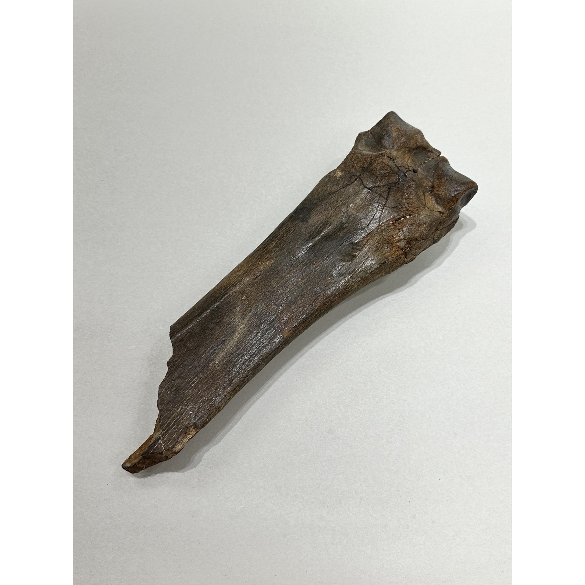 Fossil Bison Bone, Bison Antiquus Prehistoric Online