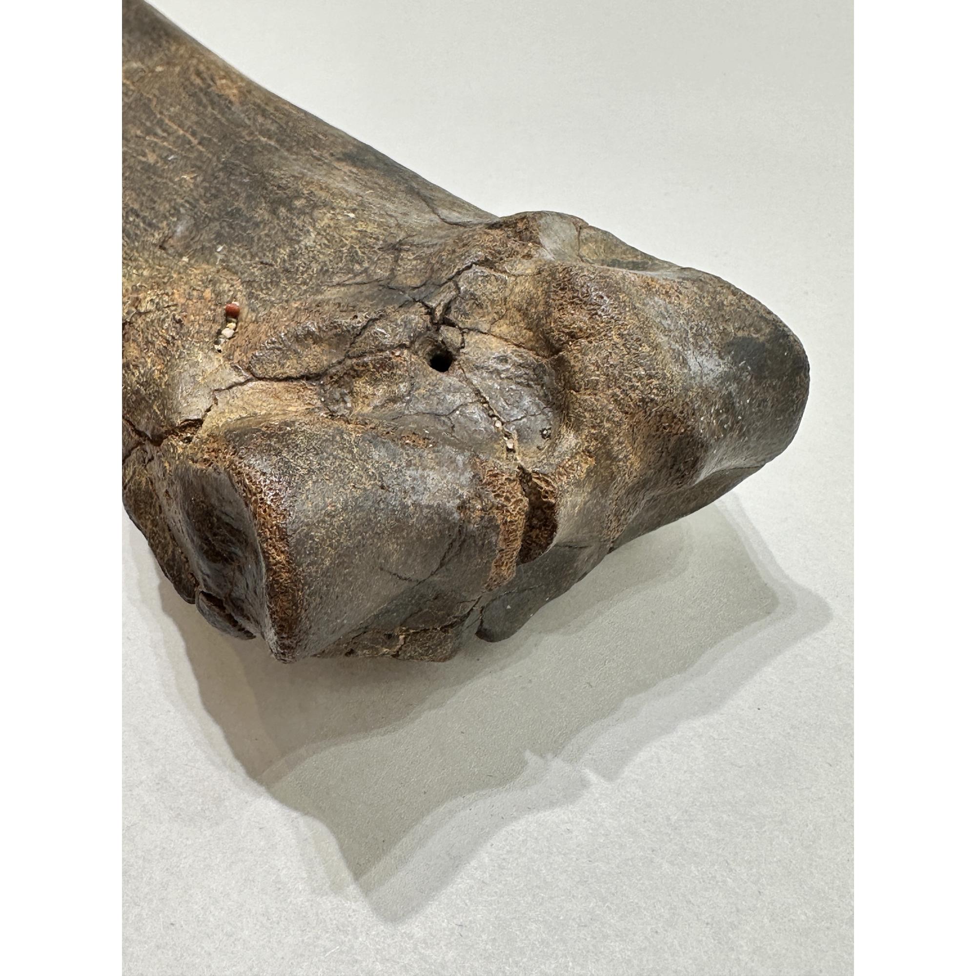 Fossil Bison Bone, Bison Antiquus Prehistoric Online