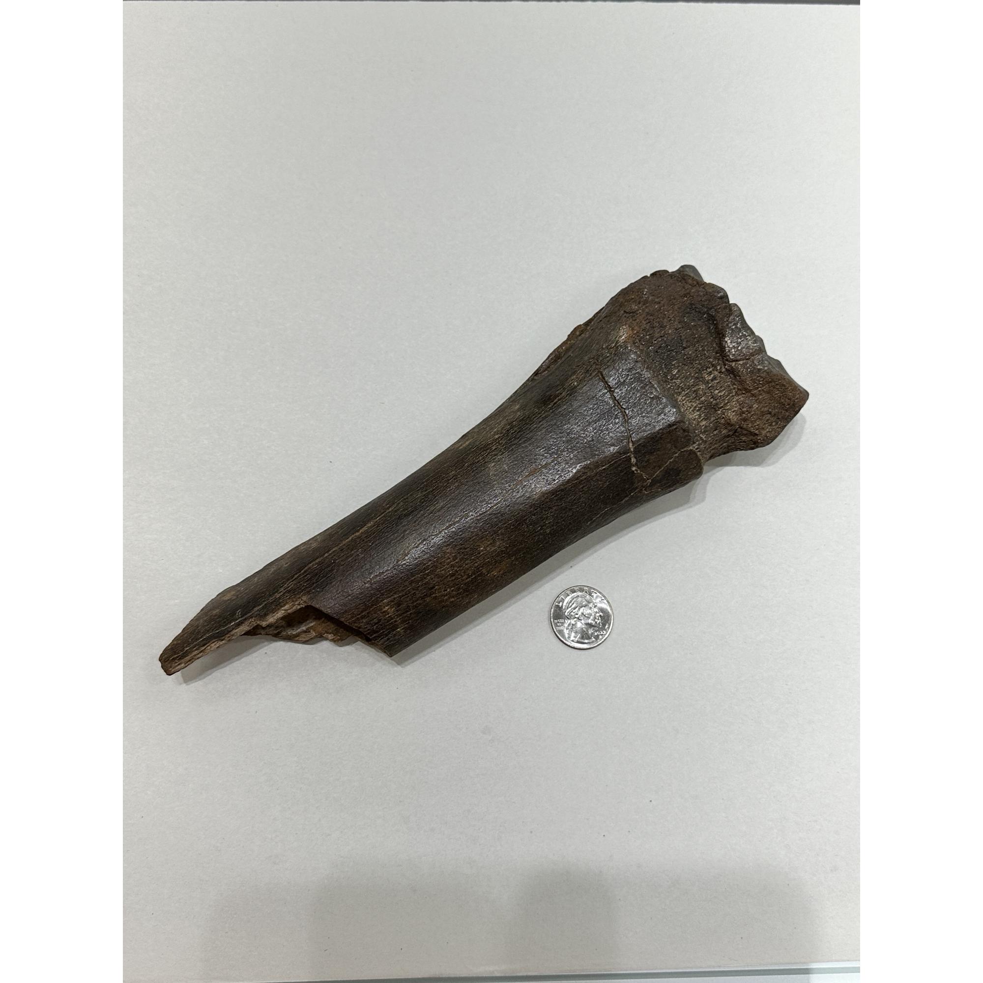 Fossil Bison Bone, Bison Antiquus Prehistoric Online