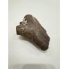 Fossil Bison, Bison Antiquus bone end Prehistoric Online