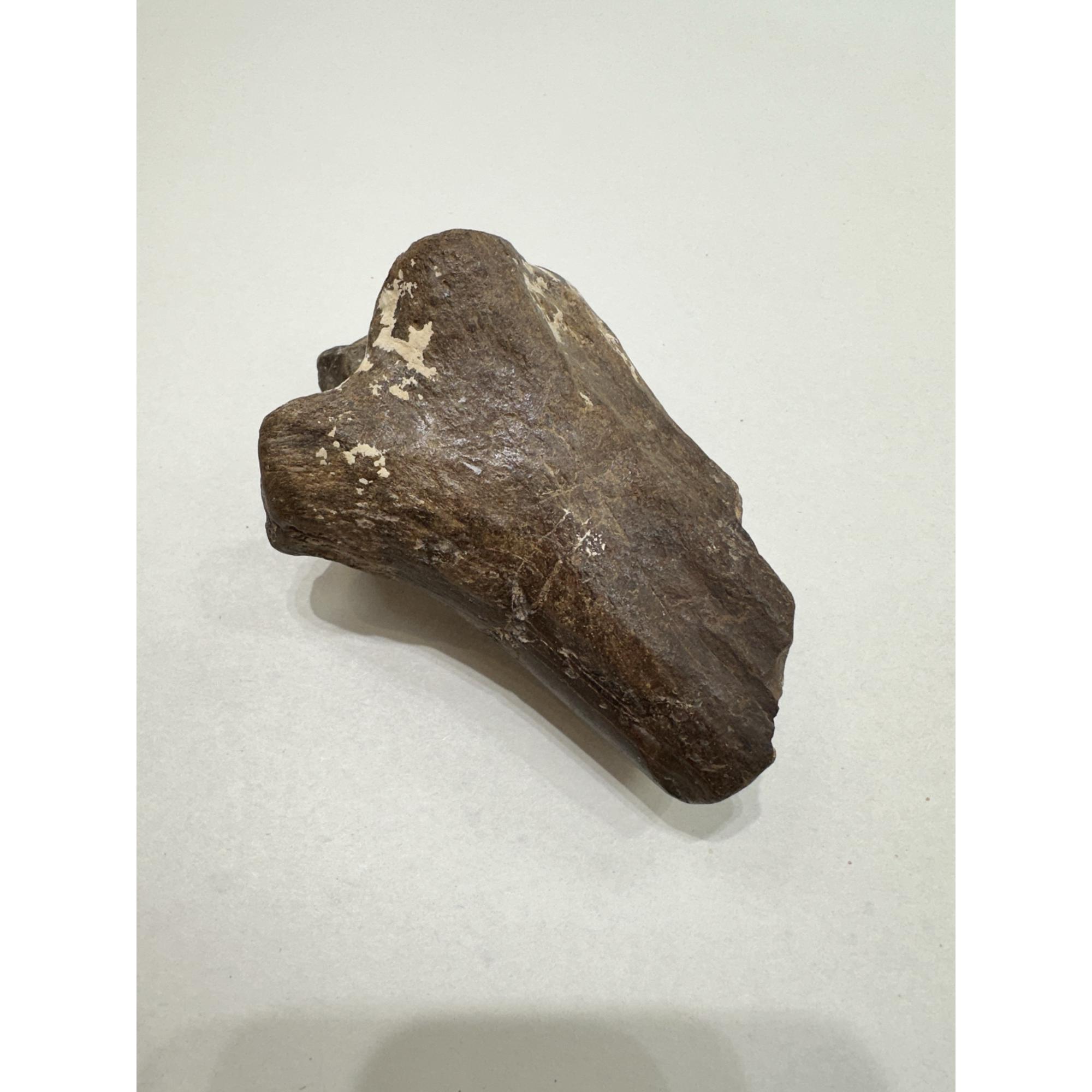 Fossil Bison, Bison Antiquus bone end Prehistoric Online