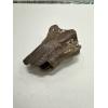 Fossil Bison, Bison Antiquus bone end Prehistoric Online