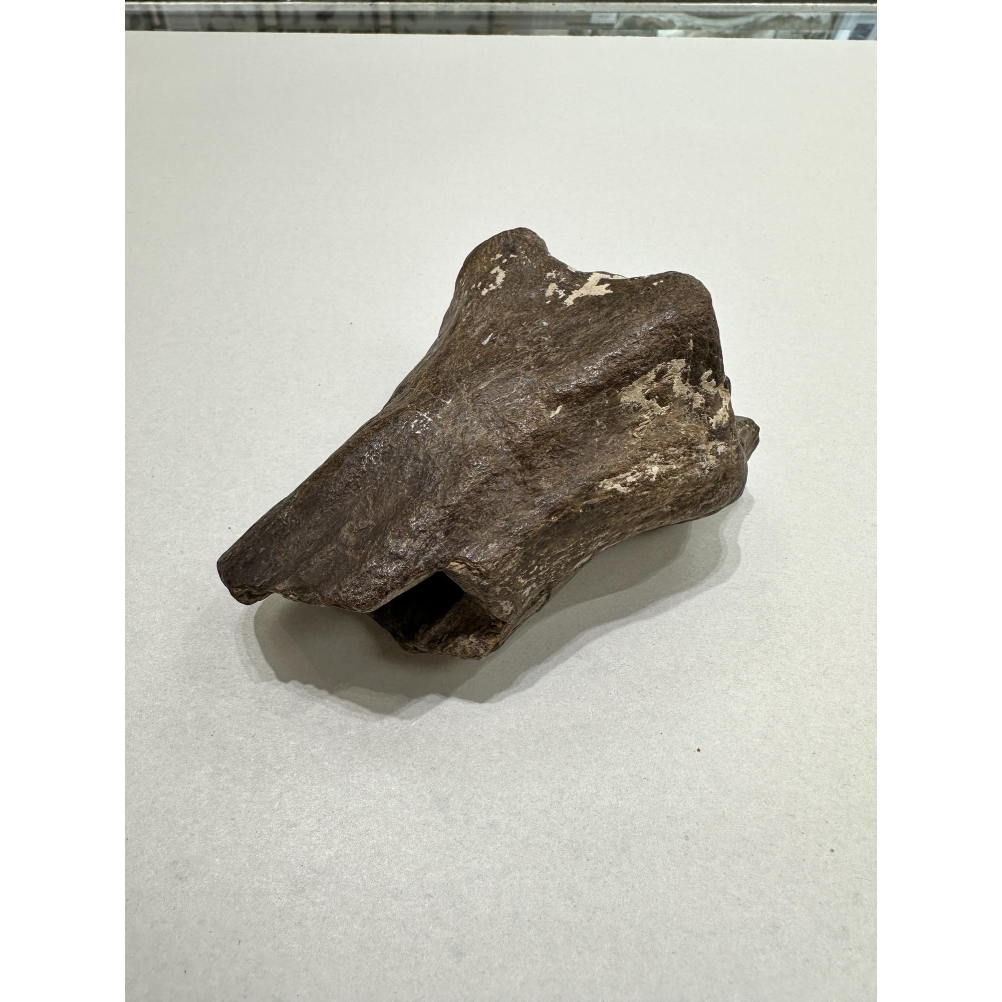 Fossil Bison, Bison Antiquus bone end Prehistoric Online