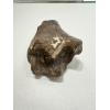 Fossil Bison, Bison Antiquus bone end Prehistoric Online