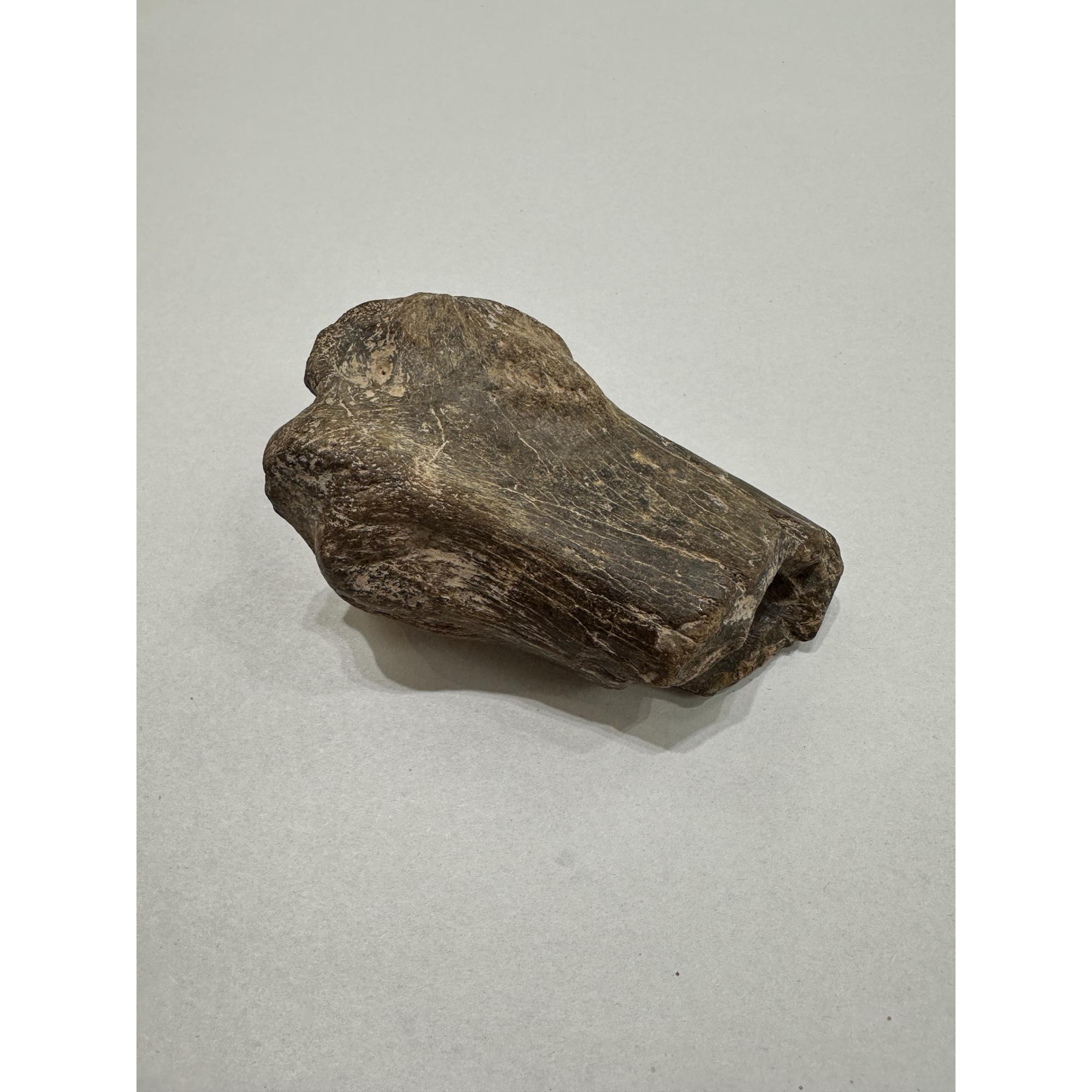 Fossil Bison, Bison Antiquus bone end Prehistoric Online