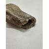 Fossil Bison, Bison Antiquus bone end Prehistoric Online