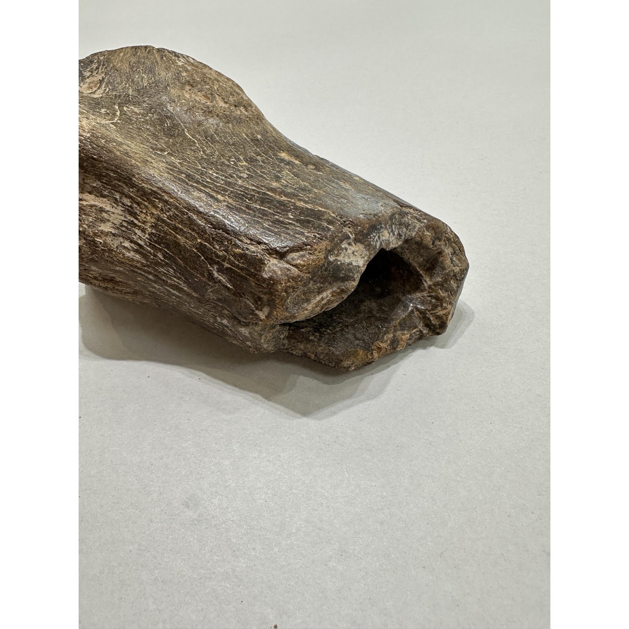 Fossil Bison, Bison Antiquus bone end Prehistoric Online