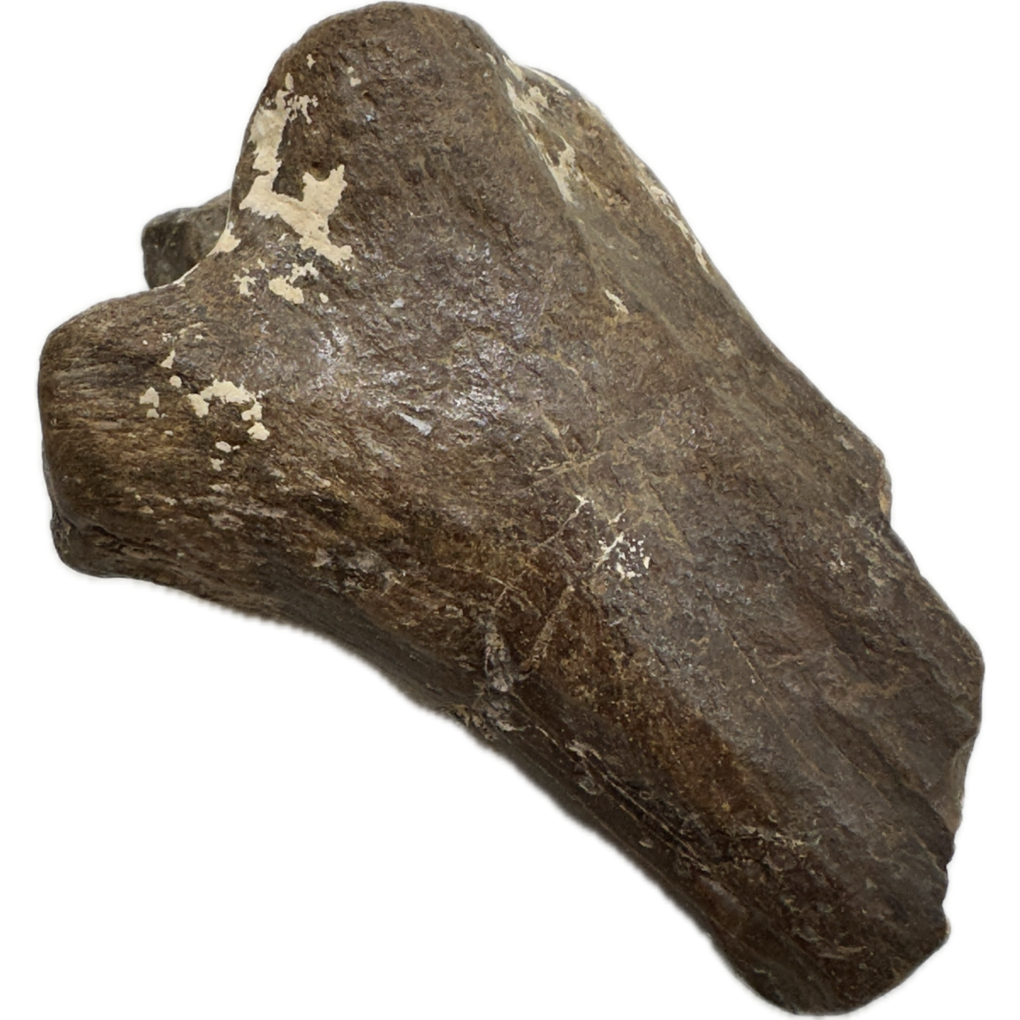 Fossil Bison, Bison Antiquus bone end Prehistoric Online