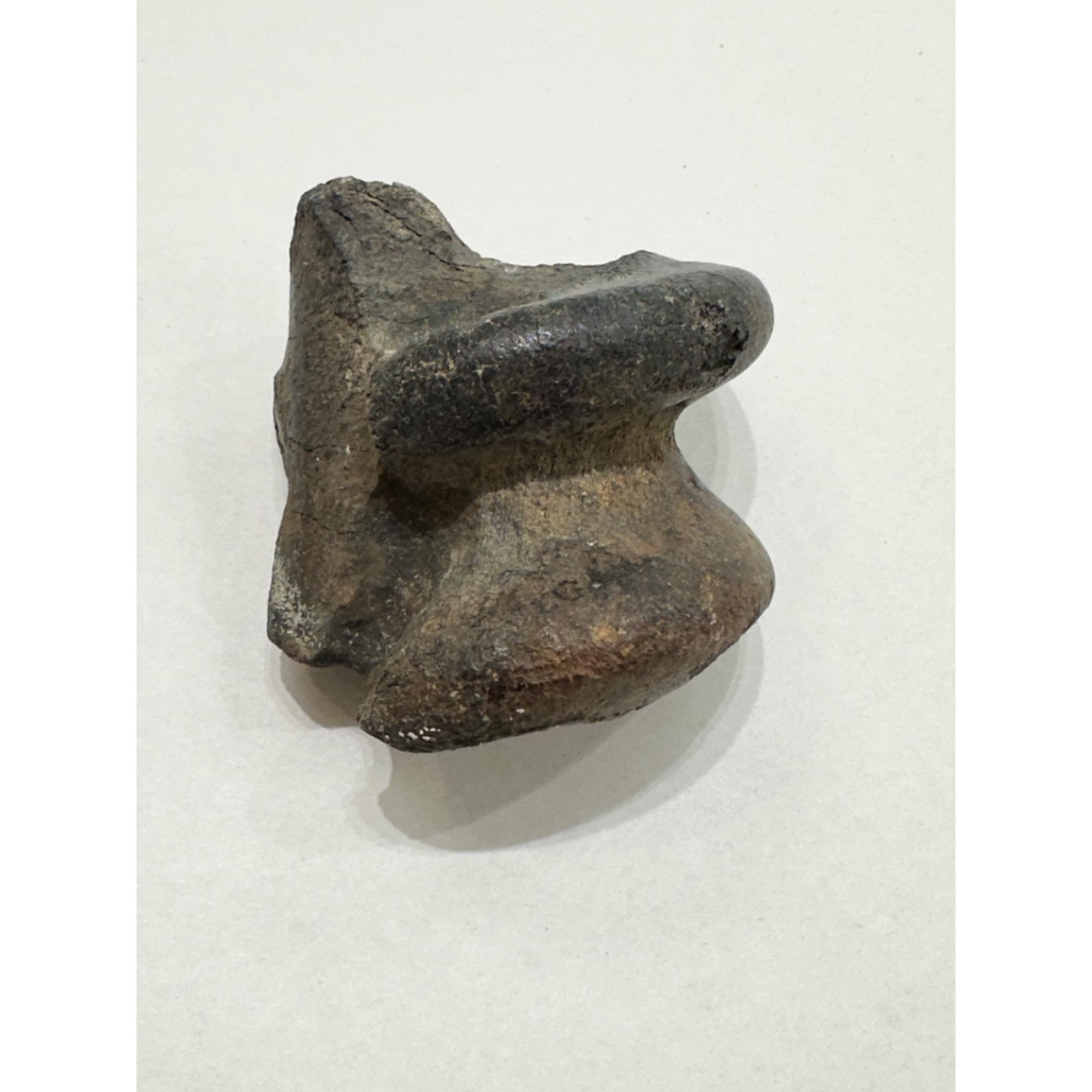 Fossil Bison, Antiquus bone end Prehistoric Online