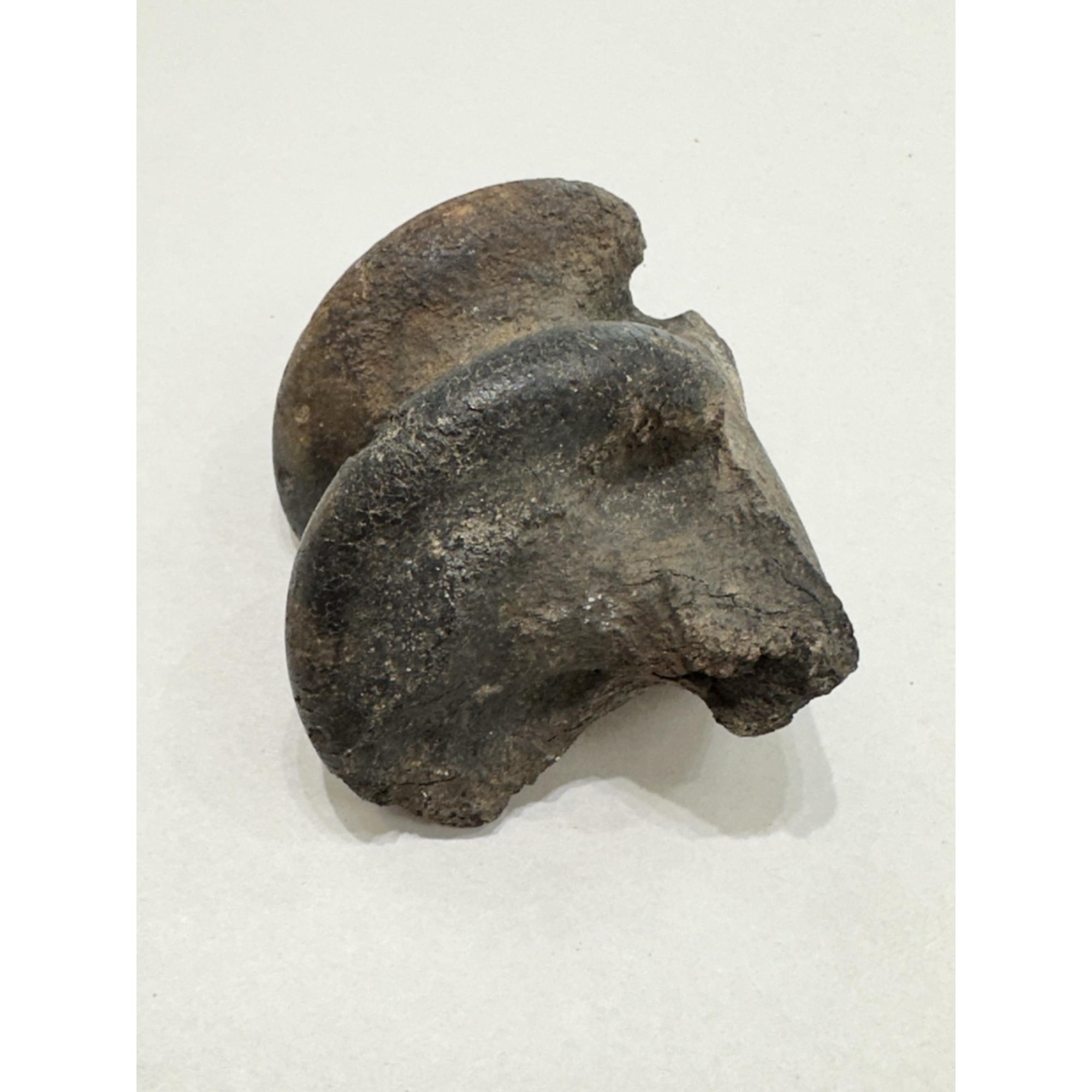 Fossil Bison, Antiquus bone end Prehistoric Online