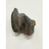 Fossil Bison, Antiquus bone end Prehistoric Online