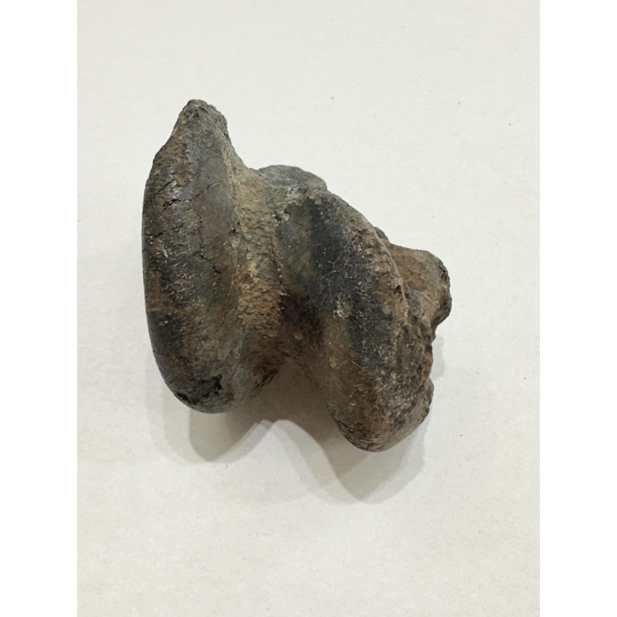 Fossil Bison, Antiquus bone end Prehistoric Online