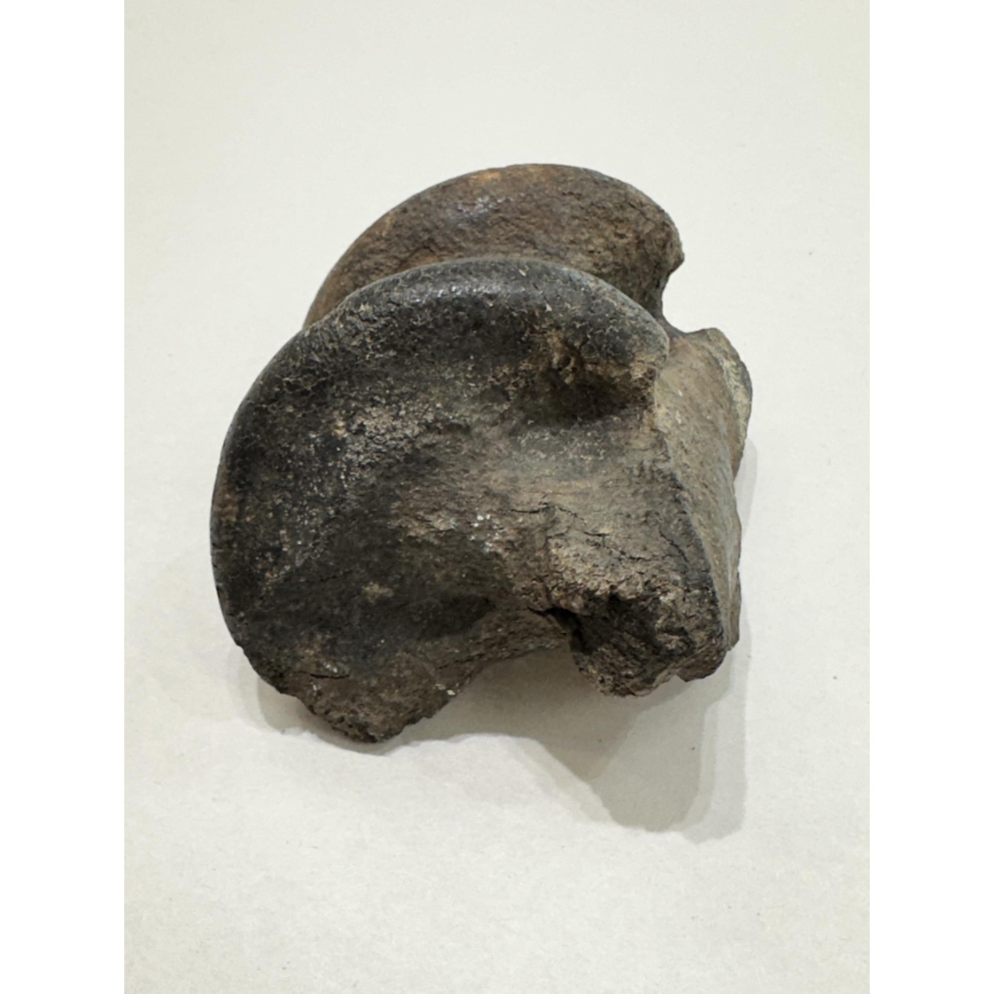 Fossil Bison, Antiquus bone end Prehistoric Online