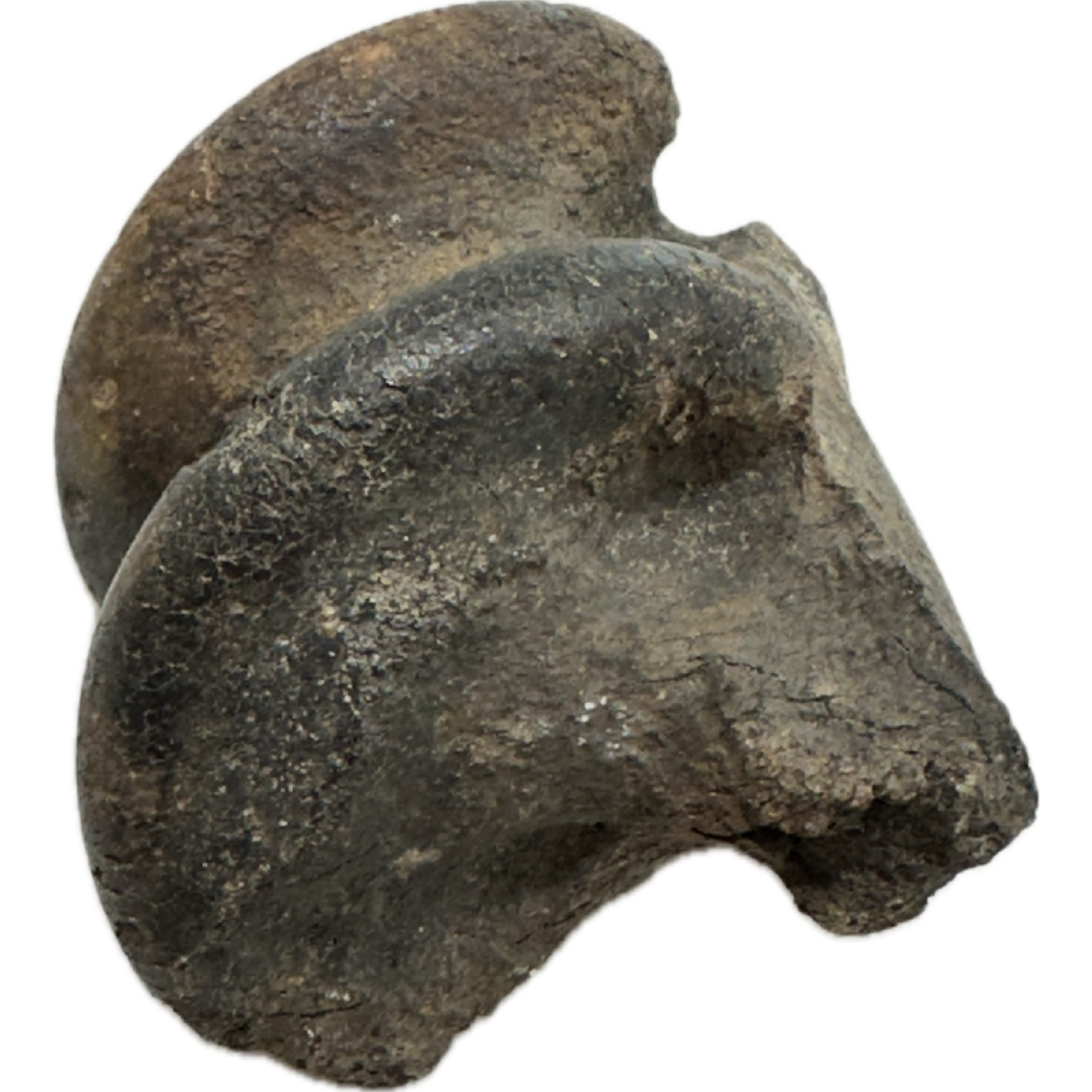 Fossil Bison, Antiquus bone end Prehistoric Online