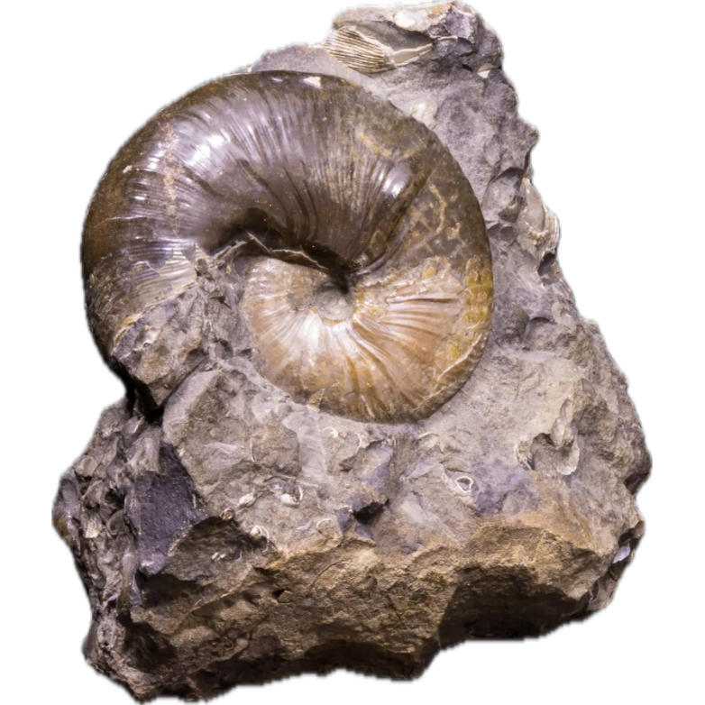 Scaphites Ammonite, S. Dakota, 66-145 MYO Prehistoric Online